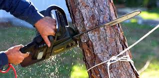 Best Tree Health Inspection  in Wolfdale, PA